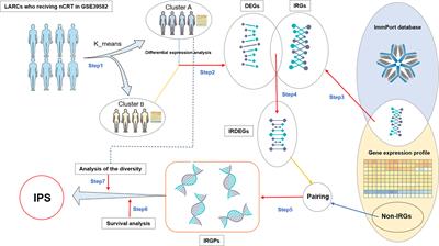 An immuno-score signature of tumor immune microenvironment predicts clinical outcomes in locally advanced rectal cancer